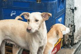 Some of the benefits include: Help Peta Save Cats And Dogs In The Philippines