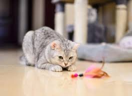 When we're bored, we mindlessly snack on bad carbs or shop for shoes online, but what does your cat do? These Are The Best Cat Toys To Simulate Hunting Prey Petmd