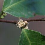 Image result for Rawsonia lucida