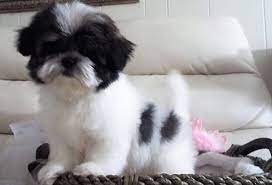 Check spelling or type a new query. Mi Ki Breeder With Puppies For Sale In South Bend In My Precious Mi Kis