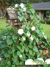 Nettie and i watch the moonflower vine as it opens a flower at 6:00 pm! Pin On Gardening