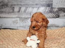 Why buy a goldendoodle puppy for sale if you can adopt and save a life? F1b Mini Goldendoodle Dog Female Apricot 2904985 Petland Dunwoody Puppies For Sale