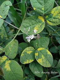 Image result for Desmodium scorpiurus
