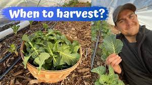 Easy and versatile, collards have graced southern gardens and tables for generations. When To Harvest Kale Collards And Other Brassicas Youtube