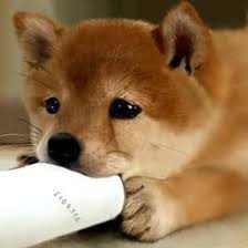 Hallo, nach langem überlegen und sehr sehr schweren herzens möchten wir uns aus familiären gründen. Wo Shiba Baby Kaufen Hund Welpen