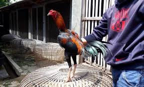 See more ideas about bangkok, ciri, game fowl. Harga Ayam Bangkok Vietnam Ayampetarung Com