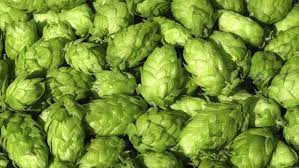 Mira 2 traducciones acreditadas de lúpulo en ingles con oraciones de ejemplo y pronunciación de audio. La Guia Definitiva Del Lupulo Cerveza Artesana