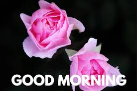 Share these images and make your mornings, as well as those of your friends and loved ones, truly inspired. 230 Best Good Morning Wishes With Rose Flower For Whatsapp And Instagram Hd Image Free Download 2021