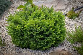 The heat and dryness of summer are gone. Use Dwarf Evergreens To Give Your Garden Structure