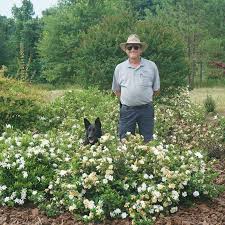 Image result for Gardenia subacaulis