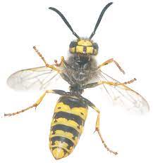 Pest control can take many forms, and for us, it's always about helping to protect your home and business. Sudden Death Termite And Pest Control