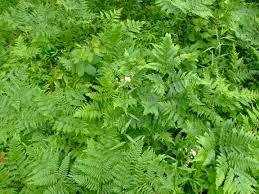 Image result for Erigeron steudelii
