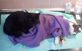 Meet The Incredible Nurse Cat Who Looks After Animals At The Vet Clinic Sick Pets Sick Cat Nurse Cat