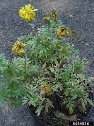 Yellow Leaves On Marigolds Reasons Marigold Leaves Are Turning Yellow