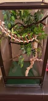 Finished Veiled Chameleon Enclosure For Juvenile Chameleon Enclosure Veiled Chameleon Chameleon Pet