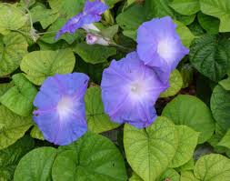 Image result for Ipomoea venosa
