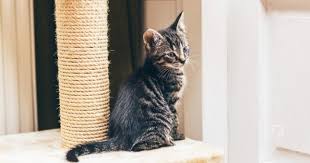 Kediler Icin Tirmalama Tahtasi Yapma Onerileri Dost Gen Tr Kedi Tirmanma Oyuncak