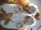 Cats on a glass table Sydney