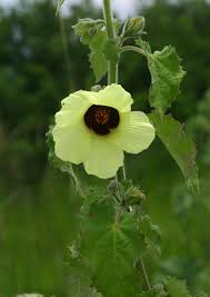 Image result for Hibiscus panduriformis
