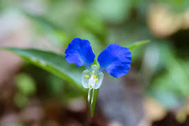 Image result for Commelinaceae