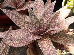 Image result for Crassula alba