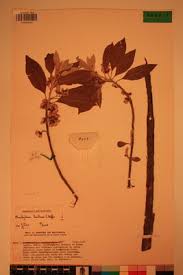 Image result for Brachylaena huillensis