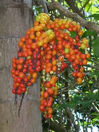 Image result for Gaussia maya