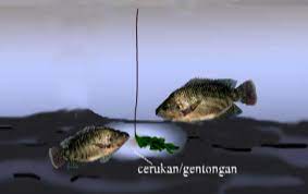 Ketika anda melakukan cara budidaya ikan nila kolam terpal, usahakan suhunya berkisar 25 ukuran kolam. Kunci Sukses Mancing Ikan Nila Konsisten Oleh H Bisri Zaeny Spotmancing Com