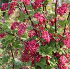 Straucher Als Sichtschutz Was Wachst Schnell Garten Gartenforum De Blauregen Pflanzen Straucher Pflanzen Schnell Wachsender Sichtschutz