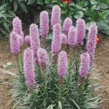 Pin On Garden Ideas