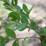 Image result for Anisophyllea boehmii