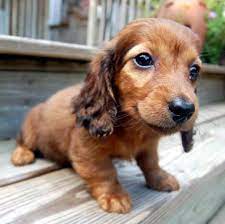 You're right, they are like potato chips, can't have just one. Miniature Dachshund Puppies Dachshund Puppy Miniature Dachshund Puppies Daschund Puppies