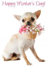 So Cute Chihuahua Pets Chihuahua Lover