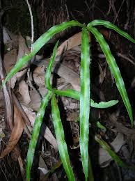 Image result for Pteris cretica