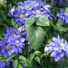 We did not find results for: Large Flowered Clematis Kiri Te Kanawa 2l Fruttii Shop