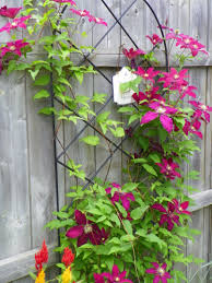 I first saw it blooming in colonial beach,va. I Love You Daniel Deronda Clematis But How In The Hell Do I Prune You Garden Drama
