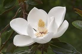 Magnolia liliiflora lily types of magnolia tree with pictures jane magnolia trees tulip tree care and pruning magnolia tree definitive types. Magnolia Tree Care Tips Hgtv