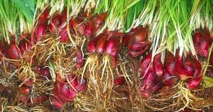 Balurkan masker alami dari bawang merah ke seluruh bagian payudara, namun jangan sampai mengenai bagian puting payudara. Ini Dia 43 Khasiat Bawang Dayak Kabarnusa Com