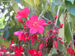 Image result for Jatropha hirsuta