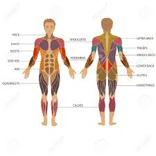 It is made up of five larger vertebrae. Human Body Diagram With Muscles Human Anatomy