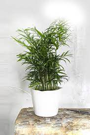Check spelling or type a new query. Bamboo Palm Air Purifying Indoor Plants Plantshop Me