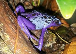 Purple Frog And Toad Amazing Frog Blue Poison Dart Frog Download and print a poison dart frog coloring.