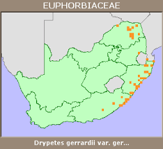 Image result for Drypetes gerrardii