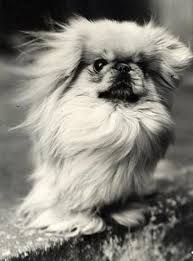 Black And White Pekingese Pekingeses Look So Fierce In Black And White Pekingese Dogs Pekingese Pekingese Puppies