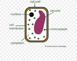 Cell wall is present only in plant cells. Plant Cell Diagram Plants Cell Wall Png 631x651px Plant Cell Area Biology Cell Cell Wall Download