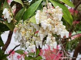 Pieris japonica is a compact, rounded, evergreen shrub grown for its early display of spring flowers. Pieris Shrub Guide Where To Plant And How To Grow Pieris Evergreen