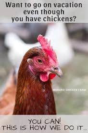 Chickens Owners Can Vacation Printable Instruction Sheet Chickens Backyard Chicken Owner Chickens