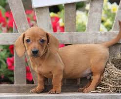 We did not find results for: Dachshund Puppies For Sale In Pittsburgh Pa Petsidi