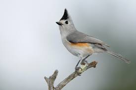 Birds Of East Texas Pictures Black Crested Titmouse Titmouse Backyard Birds At Swim Two Birds