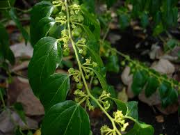 Image result for Colubrina asiatica